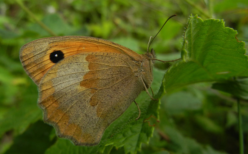 Maniola jurtina ( f ) Nymphalidae Satyrinae.....dal Trentino